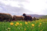 بیماری آنتروتوکسمی عامل اصلی تلفات گوسفند و بز در فصل بهار